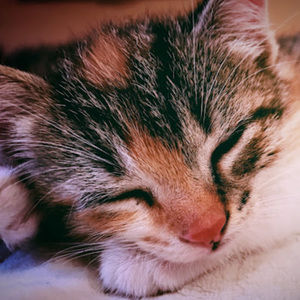 Meet your Posher, Ruby